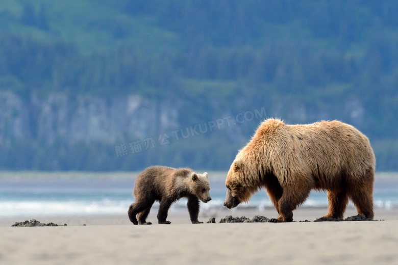 带着小熊觅食的熊妈妈摄影高清图片