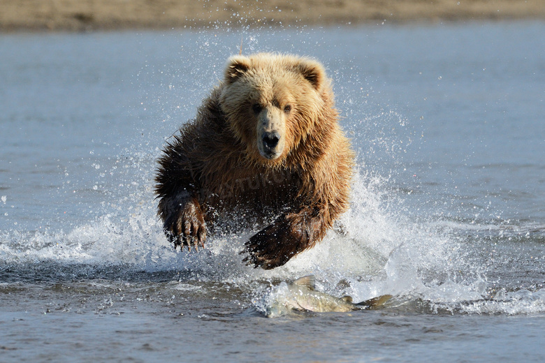 在水中嬉戏抓鱼的棕熊摄影高清图片