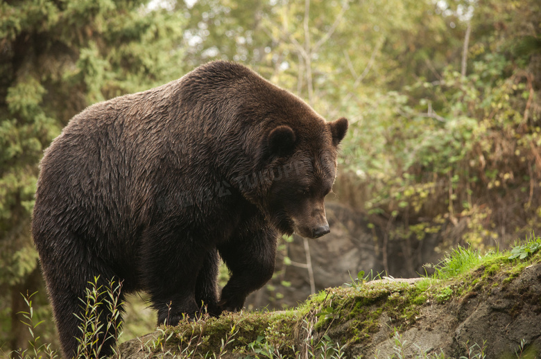 山间低着头走路的黑熊摄影高清图片