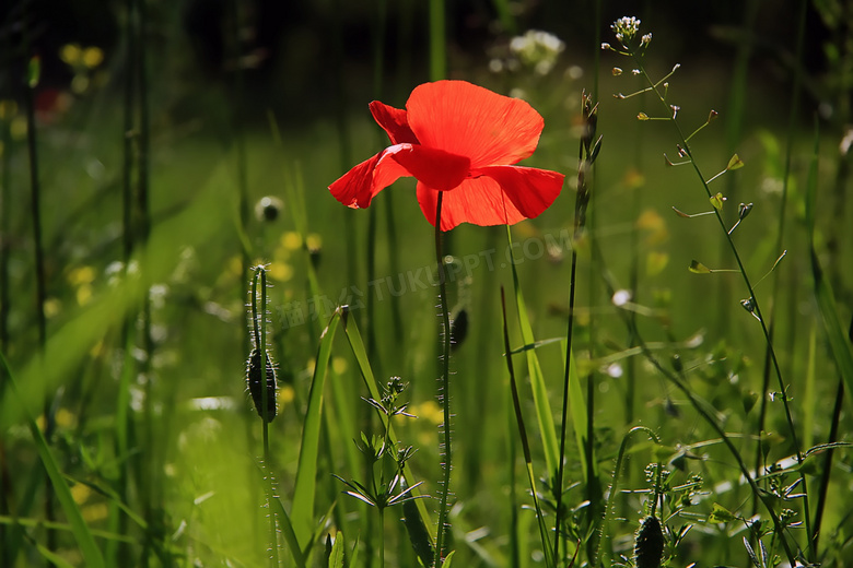 盛开在草丛中的红色花摄影高清图片