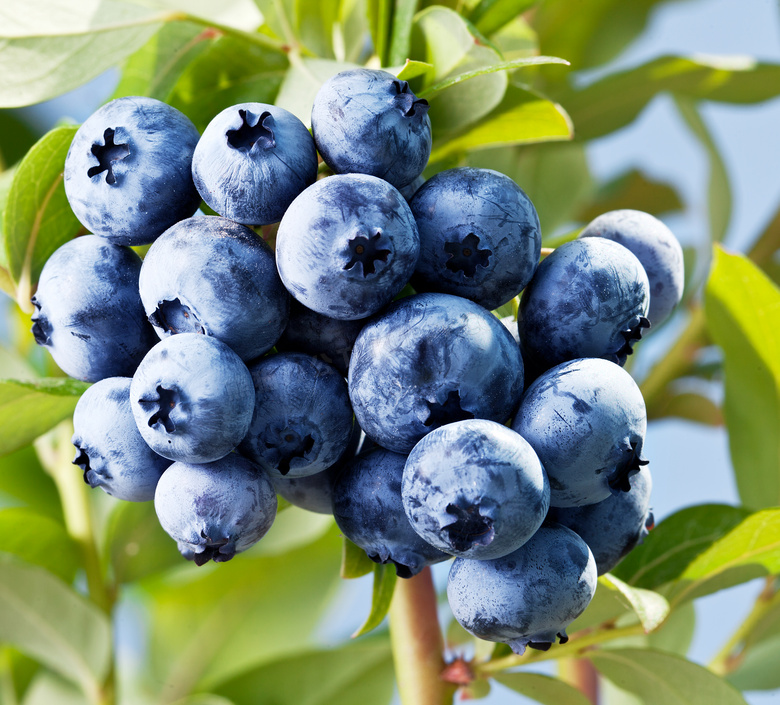 在树上挂着白霜的蓝莓摄影高清图片