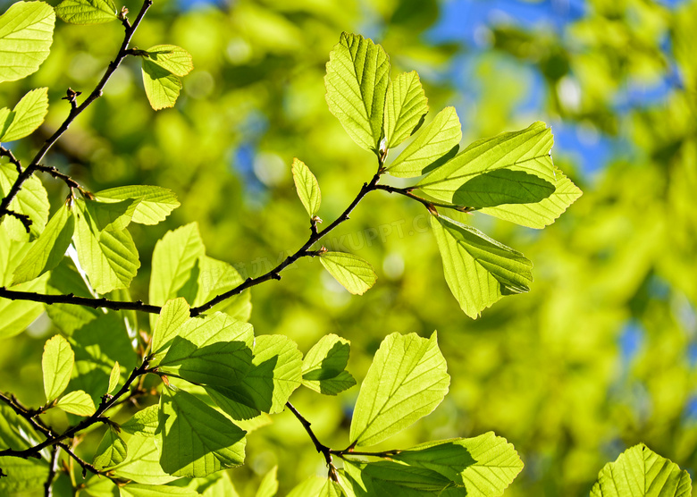 树枝上的绿色树叶特写摄影高清图片