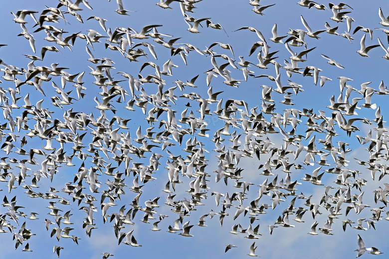 飞翔在蔚蓝空中的海鸥摄影高清图片