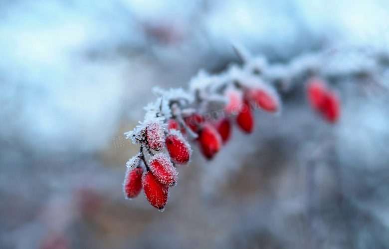 树枝上挂着冰霜的红色果实高清图片