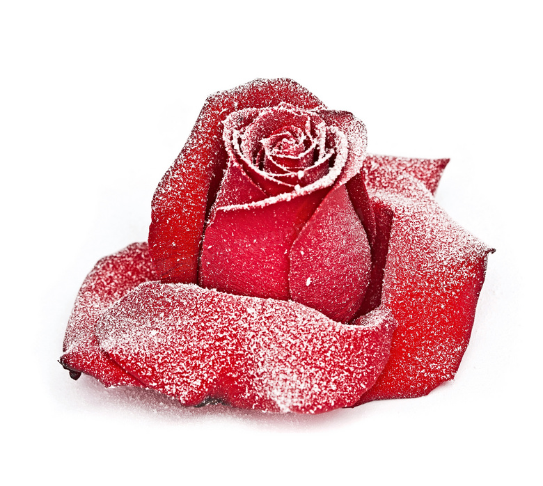 表面覆有冰霜的玫瑰花摄影高清图片