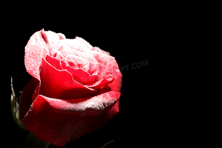 强光照耀下的红玫瑰花摄影高清图片