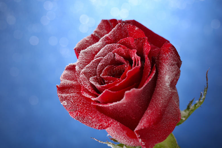 梦幻光斑衬托的玫瑰花摄影高清图片