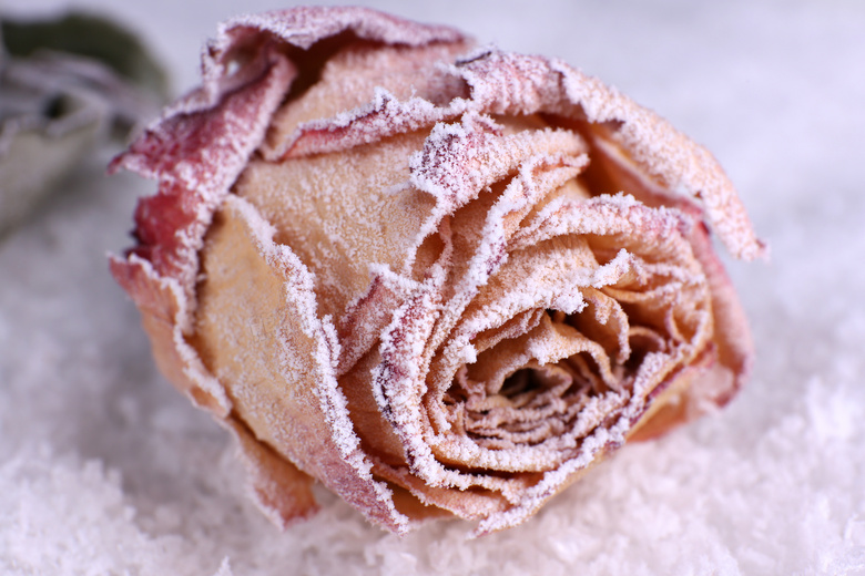 结了一层冰霜的玫瑰花摄影高清图片
