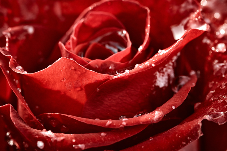 挂着水珠冰霜的玫瑰花摄影高清图片