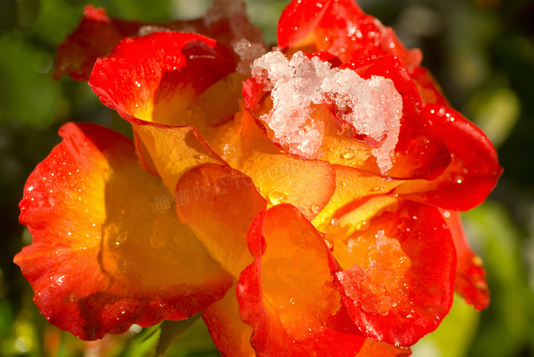 挂着融化积雪的玫瑰花摄影高清图片