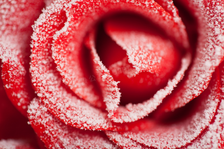 戴着冰霜的红色玫瑰花摄影高清图片