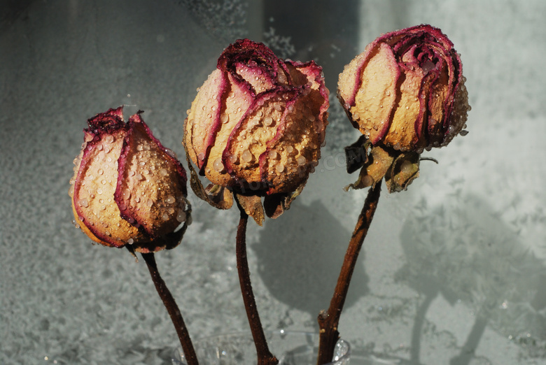 挂着水珠的枯萎玫瑰花摄影高清图片