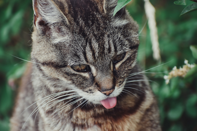 低头吐着舌头的小猫咪摄影高清图片