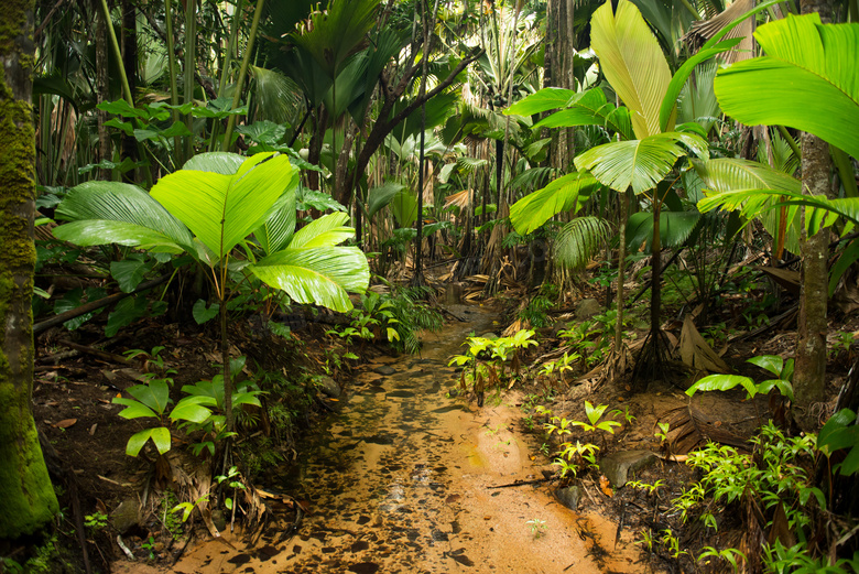 热带雨林中的芭蕉树等摄影高清图片