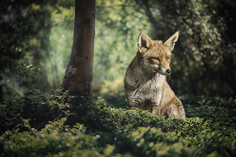 一只树林里的狐狸特写摄影高清图片