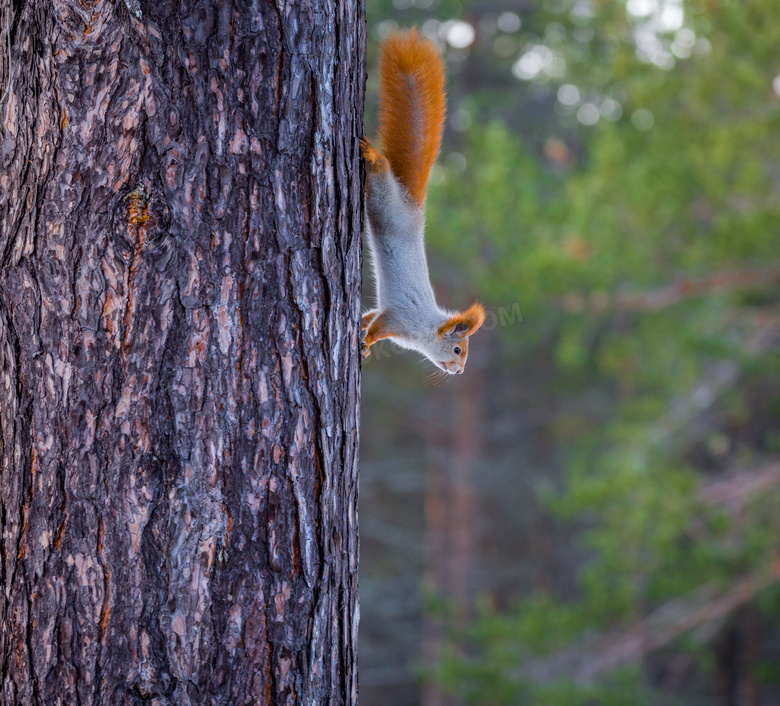 从树上往下爬的小松鼠摄影高清图片