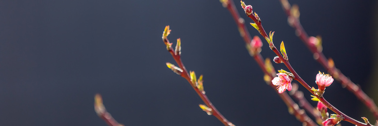 春天萌发出新芽的树枝摄影高清图片