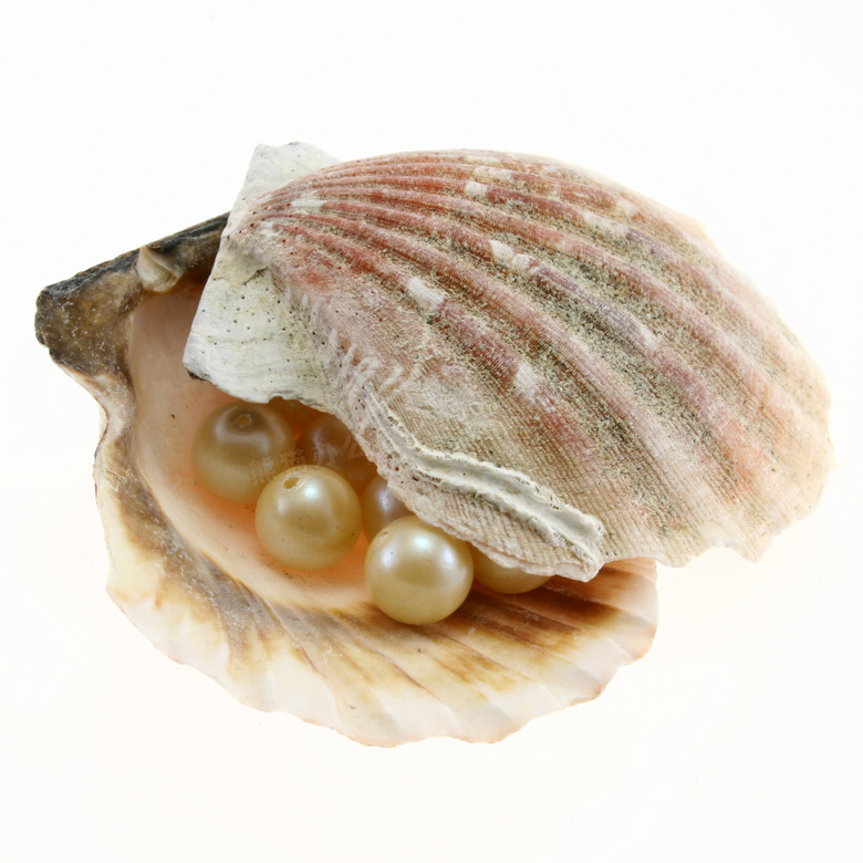 在两块贝壳中间的珍珠特写高清图片