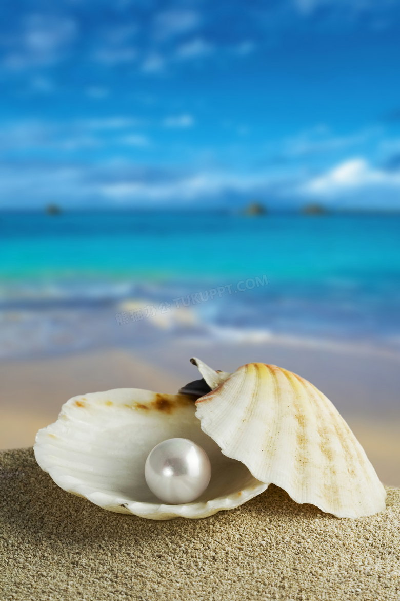 海边沙滩上的贝壳珍珠特写高清图片