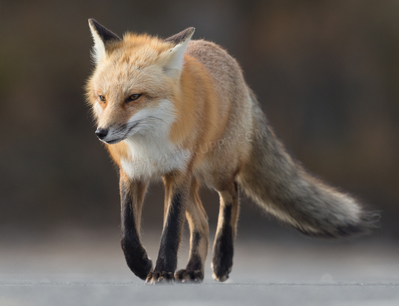 托着毛绒绒尾巴的狐狸摄影高清图片