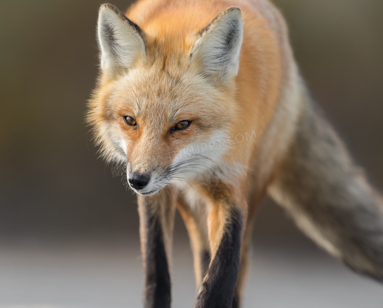 集中注视着什么的狐狸摄影高清图片