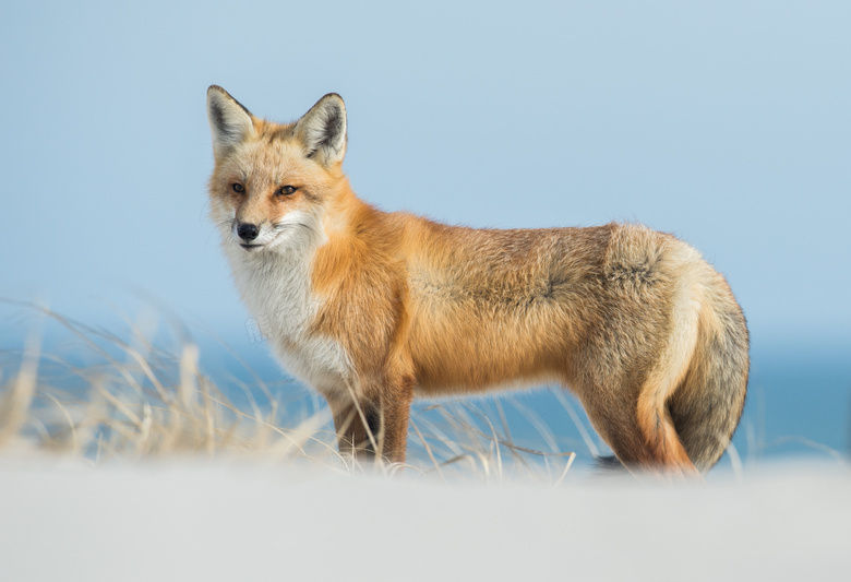 在野外的一只狐狸特写摄影高清图片