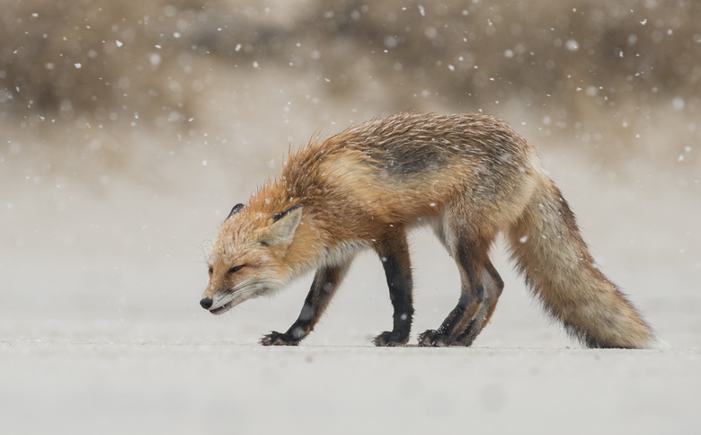 正冒着风雪觅食的狐狸摄影高清图片
