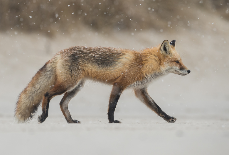 冬天雪地上行走的狐狸摄影高清图片