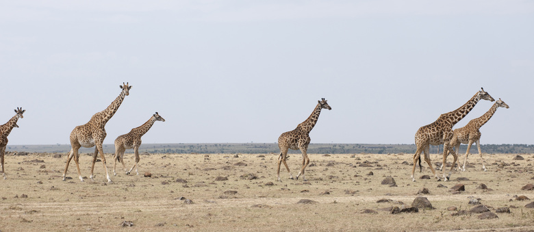 在赶往目的地路上的长颈鹿高清图片