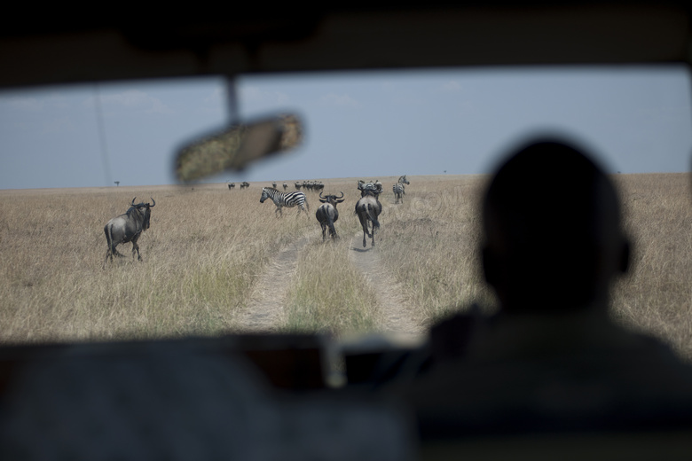 在车内看到的斑马牦牛摄影高清图片