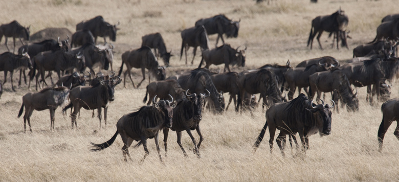 草原上成群结队的黑牛摄影高清图片