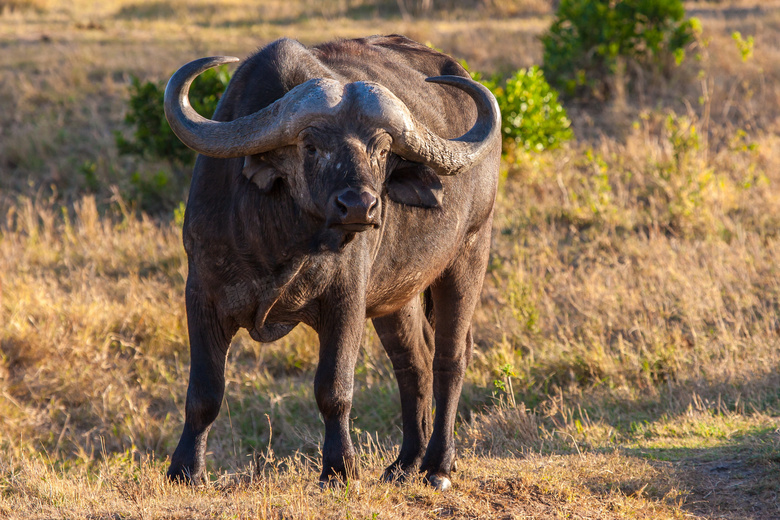草原上的非洲野牛特写摄影高清图片