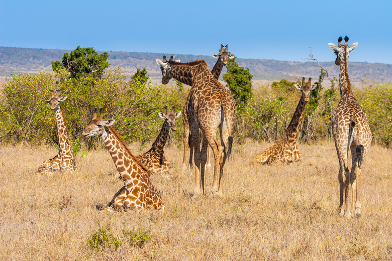 或站或卧的几只长颈鹿摄影高清图片