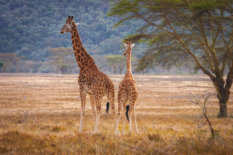 草原上的一大一小俩长颈鹿高清图片