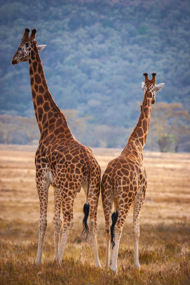看着远处的两头长颈鹿摄影高清图片