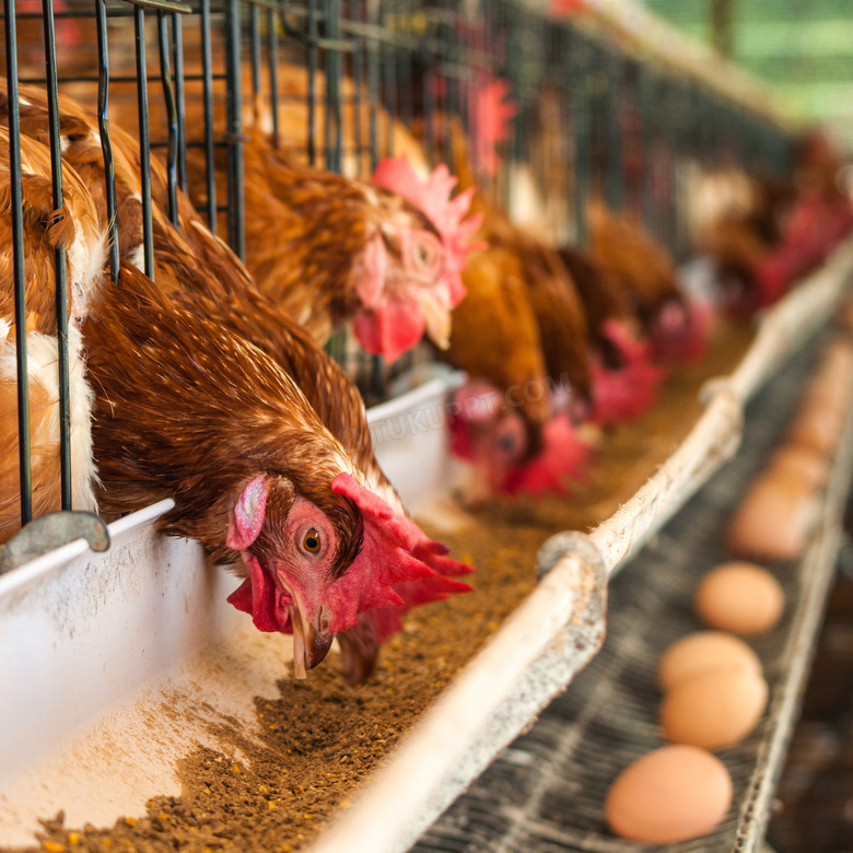 养鸡场集体进食的母鸡摄影高清图片