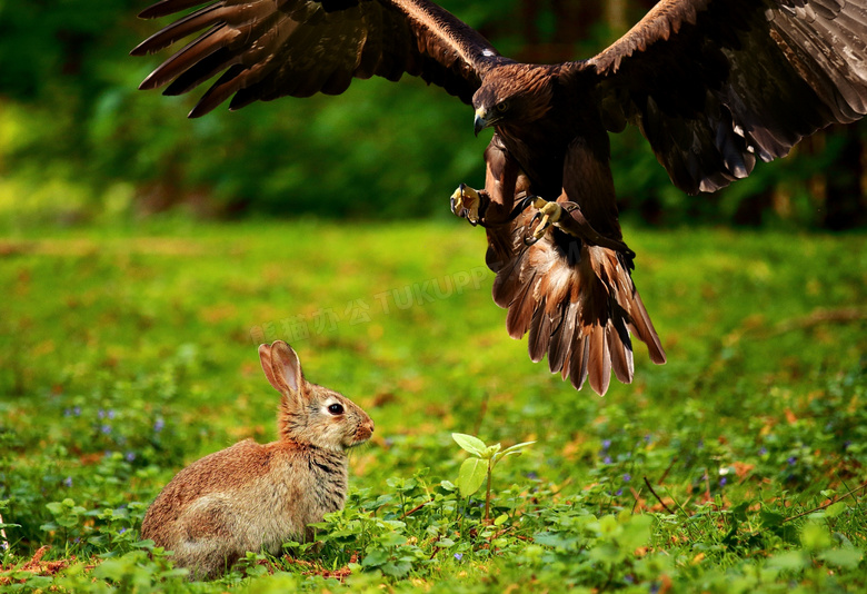 老鹰猎食兔子野外场景摄影高清图片
