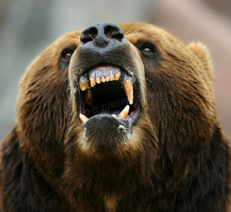 仰头张着嘴的棕熊微距摄影高清图片