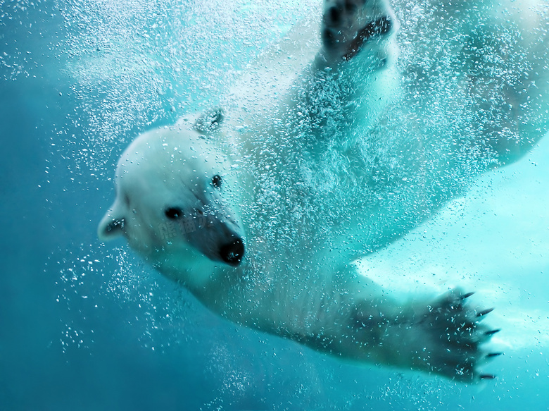水中的北极熊近景特写摄影高清图片
