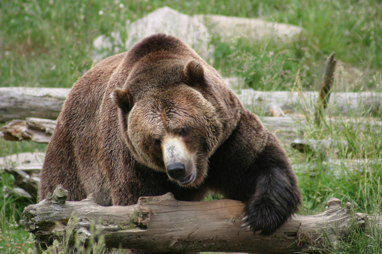 在翻着木头觅食的棕熊摄影高清图片