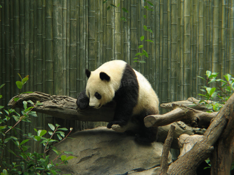 吃饱喝足的大熊猫特写摄影高清图片