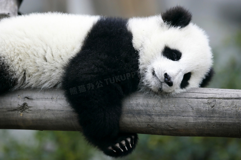 趴在木头上睡觉的熊猫宝宝高清图片