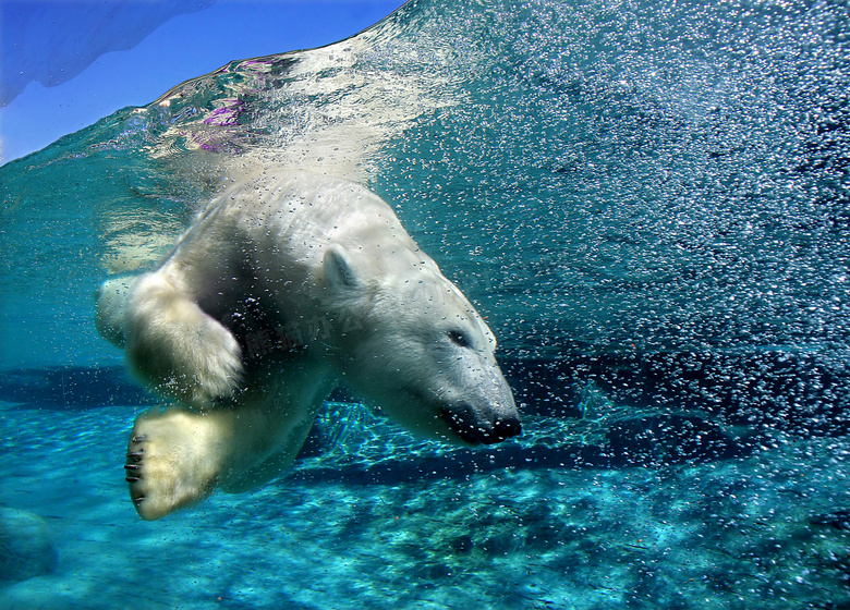 在水中畅游北极熊特写摄影高清图片