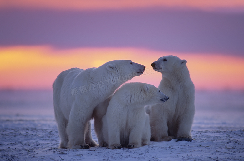 在夕阳霞光下的北极熊摄影高清图片