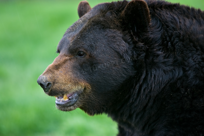 一只张着嘴的黑熊特写摄影高清图片