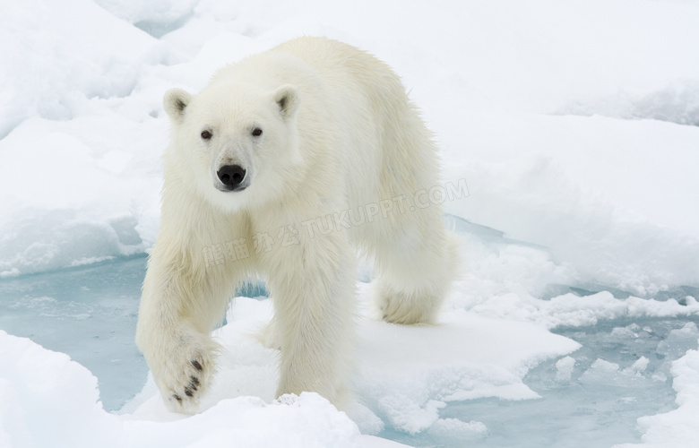 在冰雪水面上的北极熊摄影高清图片