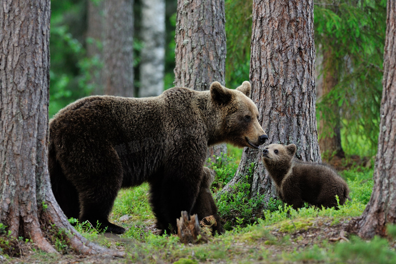 在树林里觅食的黑熊们摄影高清图片