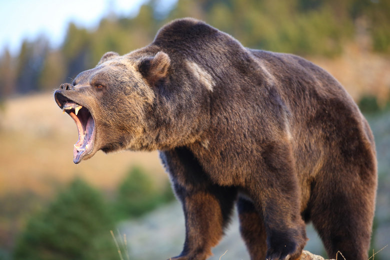 一只张着嘴的凶猛黑熊摄影高清图片