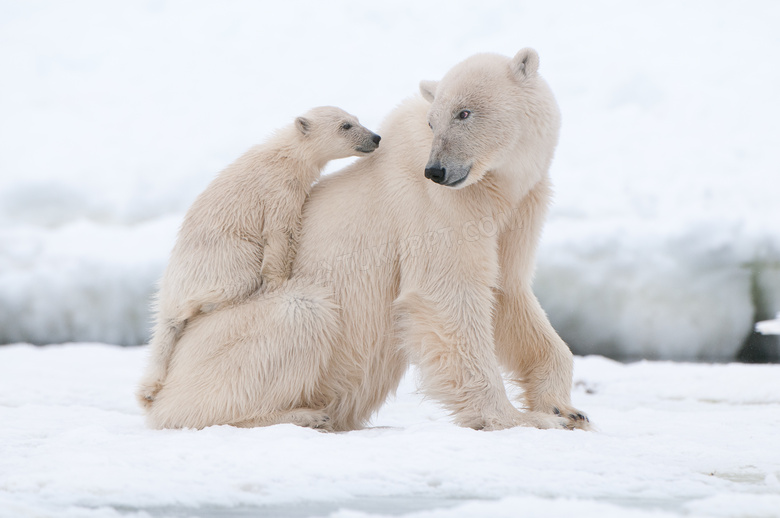 在雪地上的大小两只北极熊高清图片