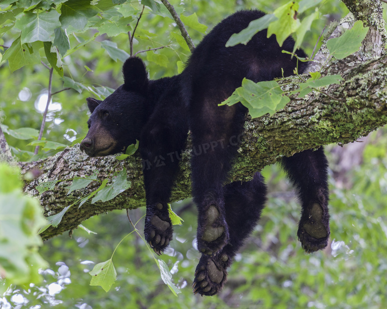 趴在树枝上的黑熊特写摄影高清图片